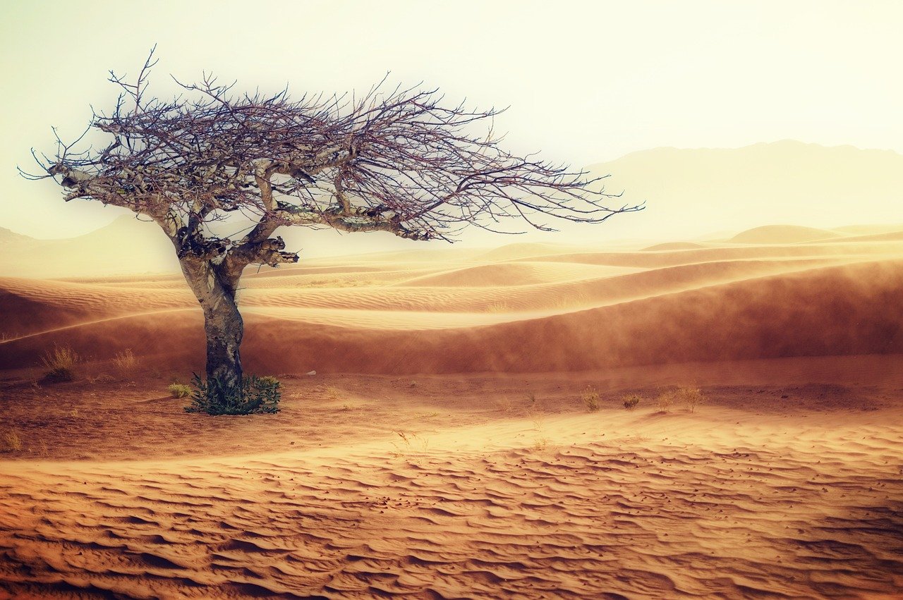 desert, dryness, landscape-2227962.jpg